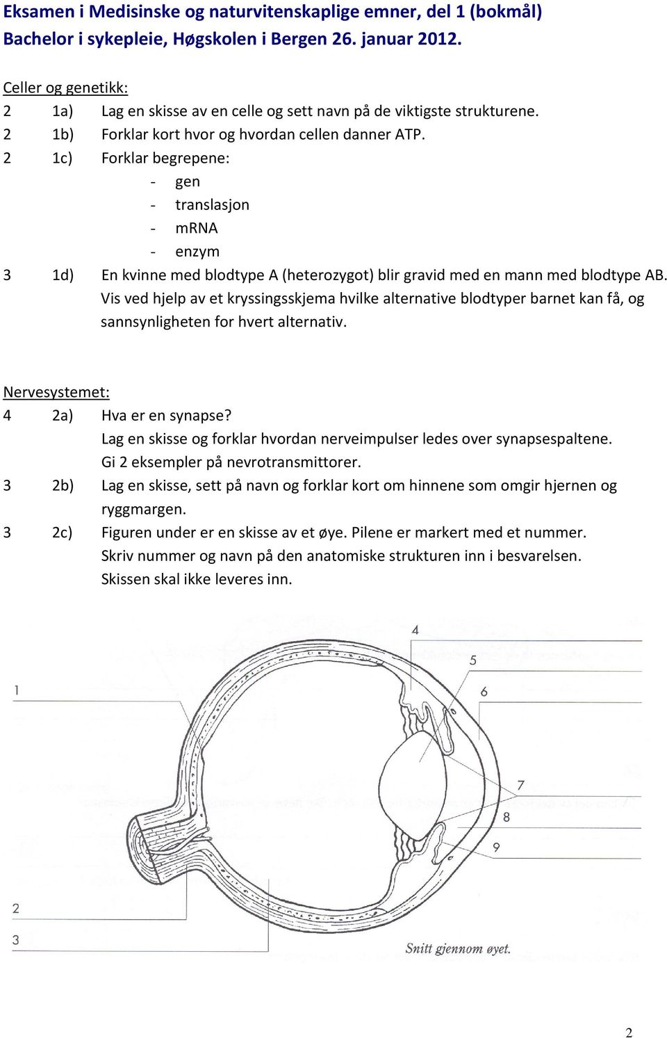 2 1c) Forklar begrepene: - gen - translasjon - mrna - enzym 3 1d) En kvinne med blodtype A (heterozygot) blir gravid med en mann med blodtype AB.