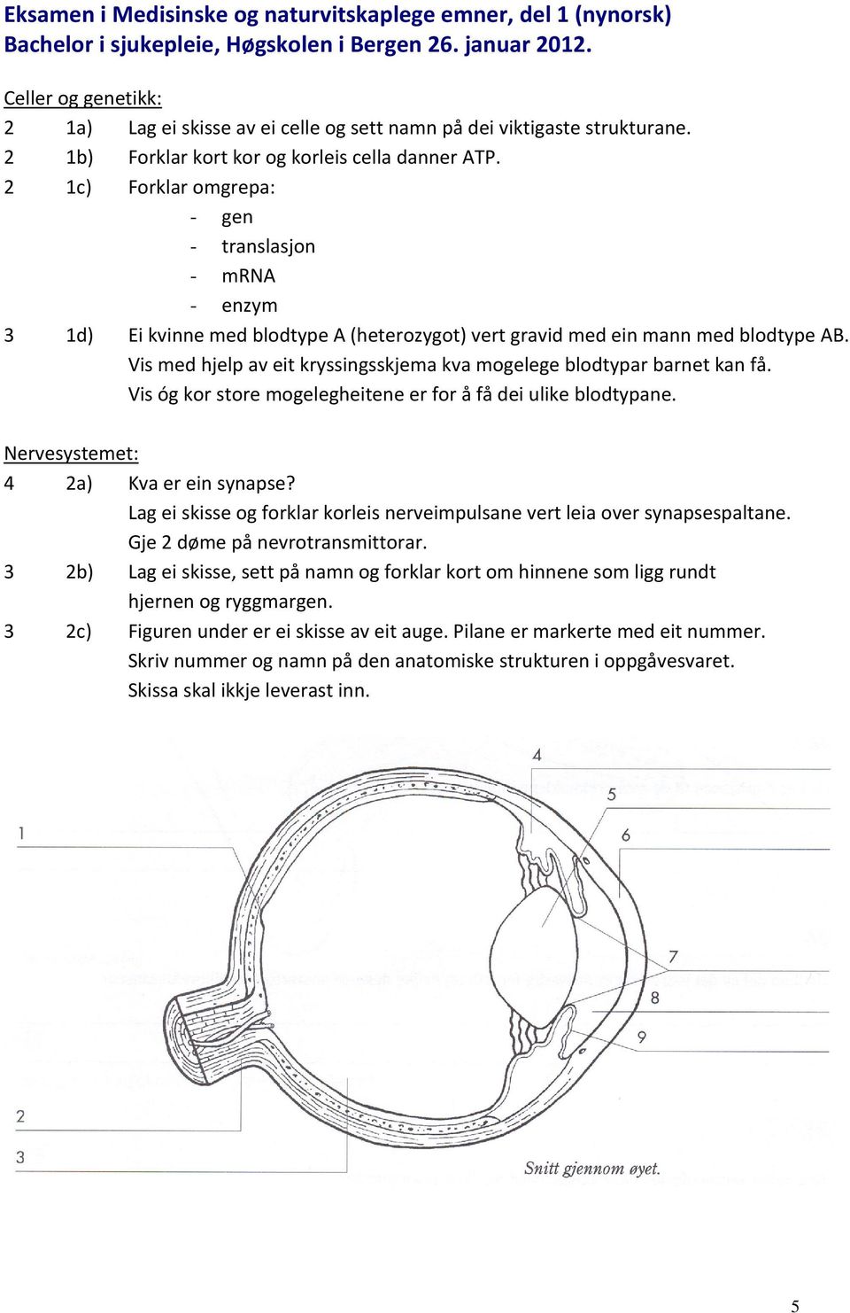 2 1c) Forklar omgrepa: - gen - translasjon - mrna - enzym 3 1d) Ei kvinne med blodtype A (heterozygot) vert gravid med ein mann med blodtype AB.