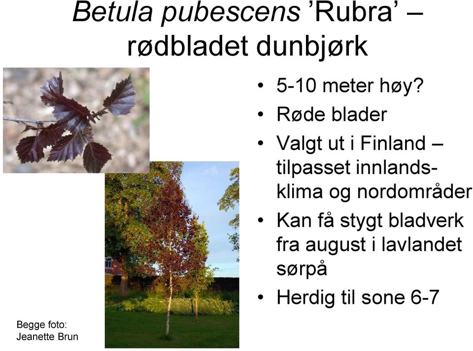 Røde blader Valgt ut i Finland tilpasset innlandsklima