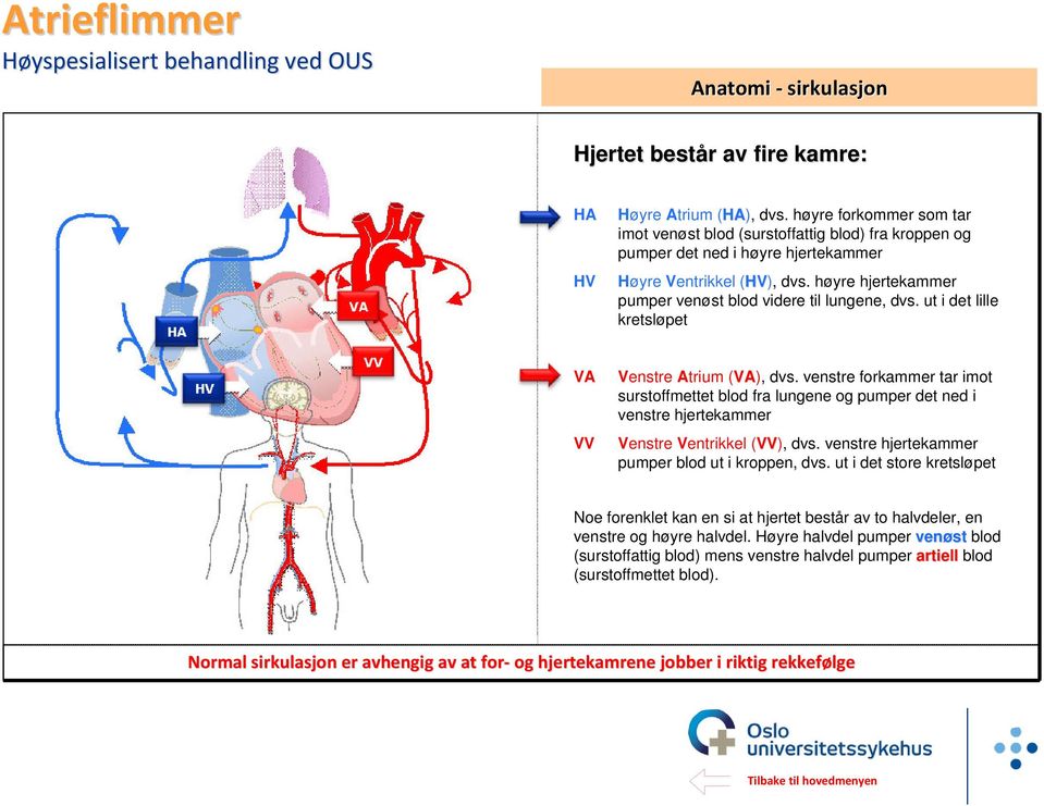 høyre hjertekammer pumper venøst blod videre til lungene, dvs. ut i det lille kretsløpet VA VV Venstre Atrium (VA), dvs.