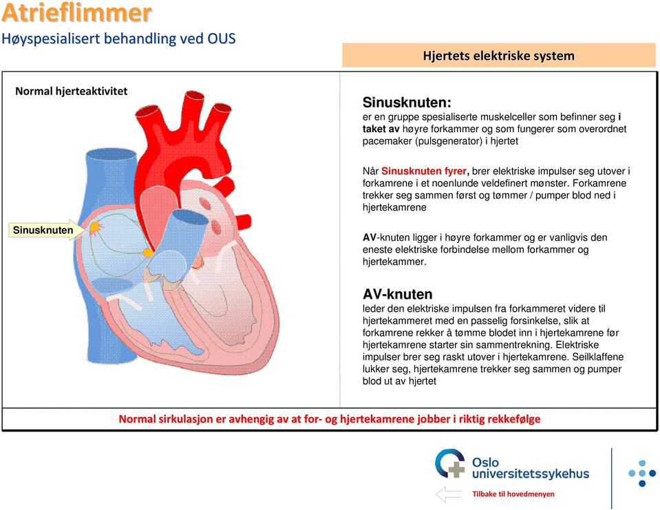 Forkamrene trekker seg sammen først og tømmer / pumper blod ned i hjertekamrene Sinusknuten AV-knuten Elektrisk ledningssystem AV-knuten ligger i høyre forkammer og er vanligvis den eneste elektriske