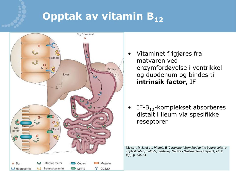 via spesifikke reseptorer Nielsen, M.J., et al.