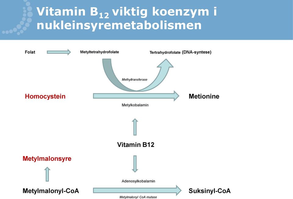 Methyltransferase Homocystein Metylkobalamin Metionine