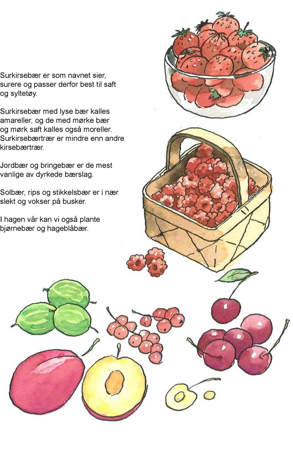 Surkirsebærtrær er mindre enn andre kirsebærtrær.