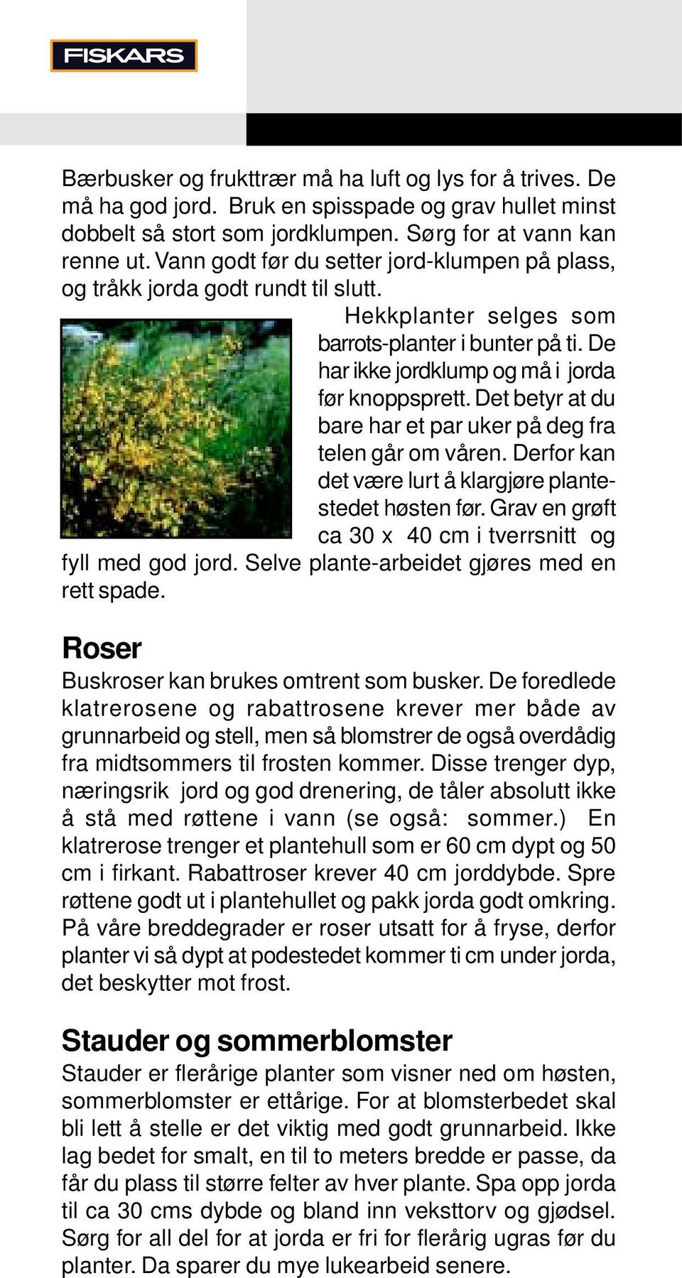 Det betyr at du bare har et par uker på deg fra telen går om våren. Derfor kan det være lurt å klargjøre plantestedet høsten før. Grav en grøft ca 30 x 40 cm i tverrsnitt og fyll med god jord.