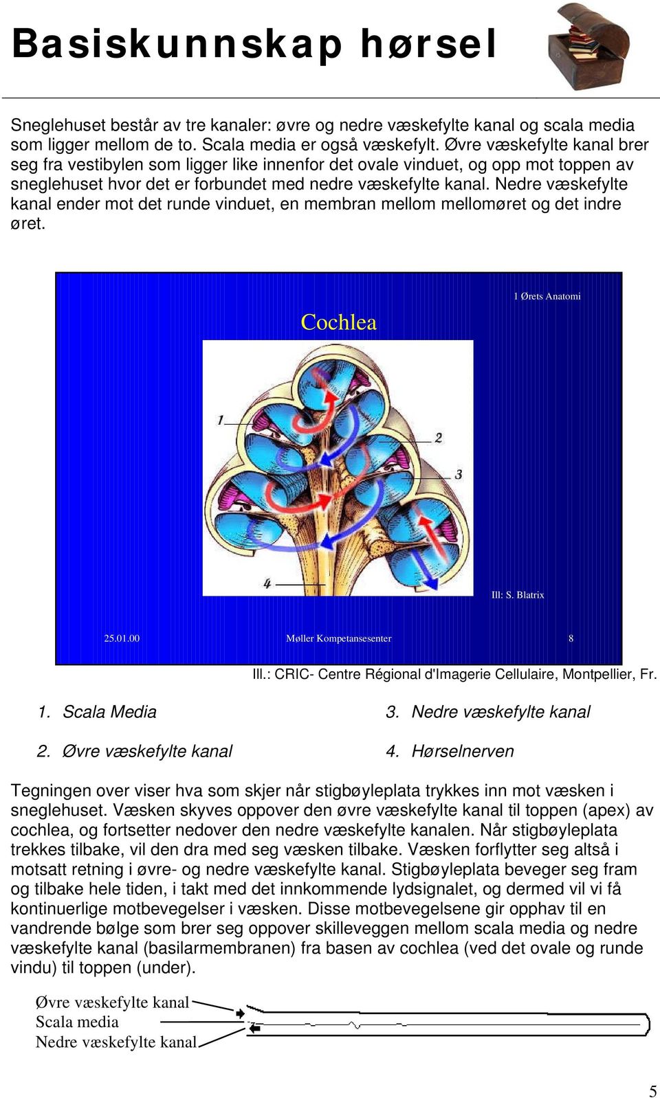 Nedre væskefylte kanal ender mot det runde vinduet, en membran mellom mellomøret og det indre øret. Cochlea 1 Ørets Anatomi Ill: S. Blatrix 25.01.00 Møller Kompetansesenter 8 Ill.