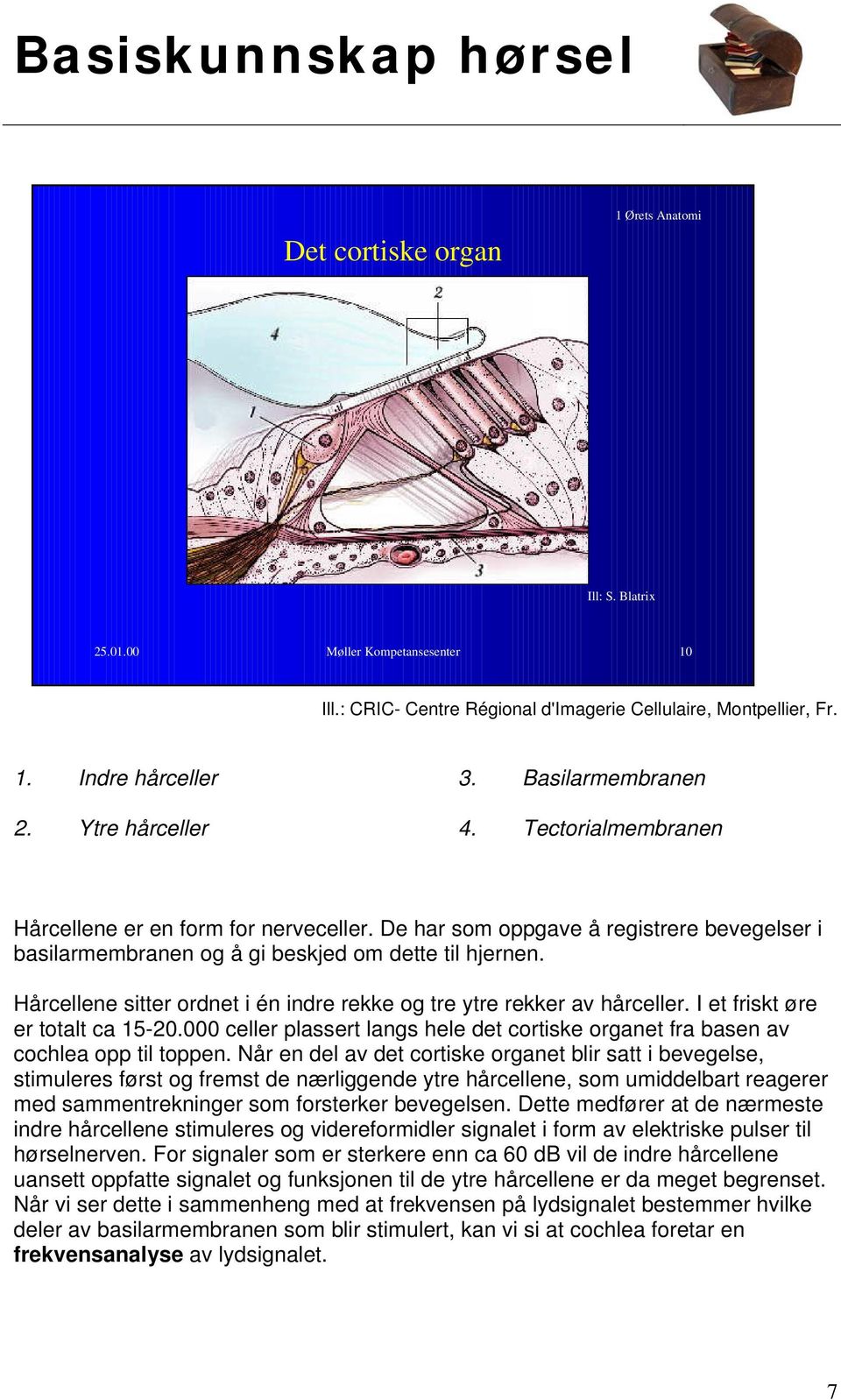 Hårcellene sitter ordnet i én indre rekke og tre ytre rekker av hårceller. I et friskt øre er totalt ca 15-20.000 celler plassert langs hele det cortiske organet fra basen av cochlea opp til toppen.