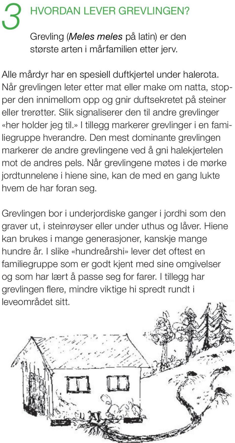 » I tillegg markerer grevlinger i en familiegruppe hverandre. Den mest dominante grevlingen markerer de andre grevlingene ved å gni halekjertelen mot de andres pels.