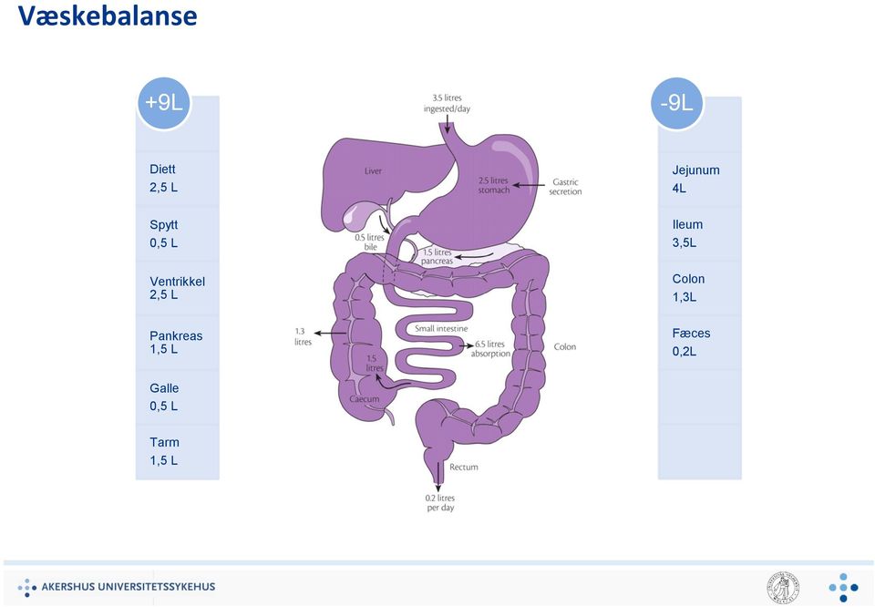 Pankreas 1,5 L Jejunum 4L Ileum