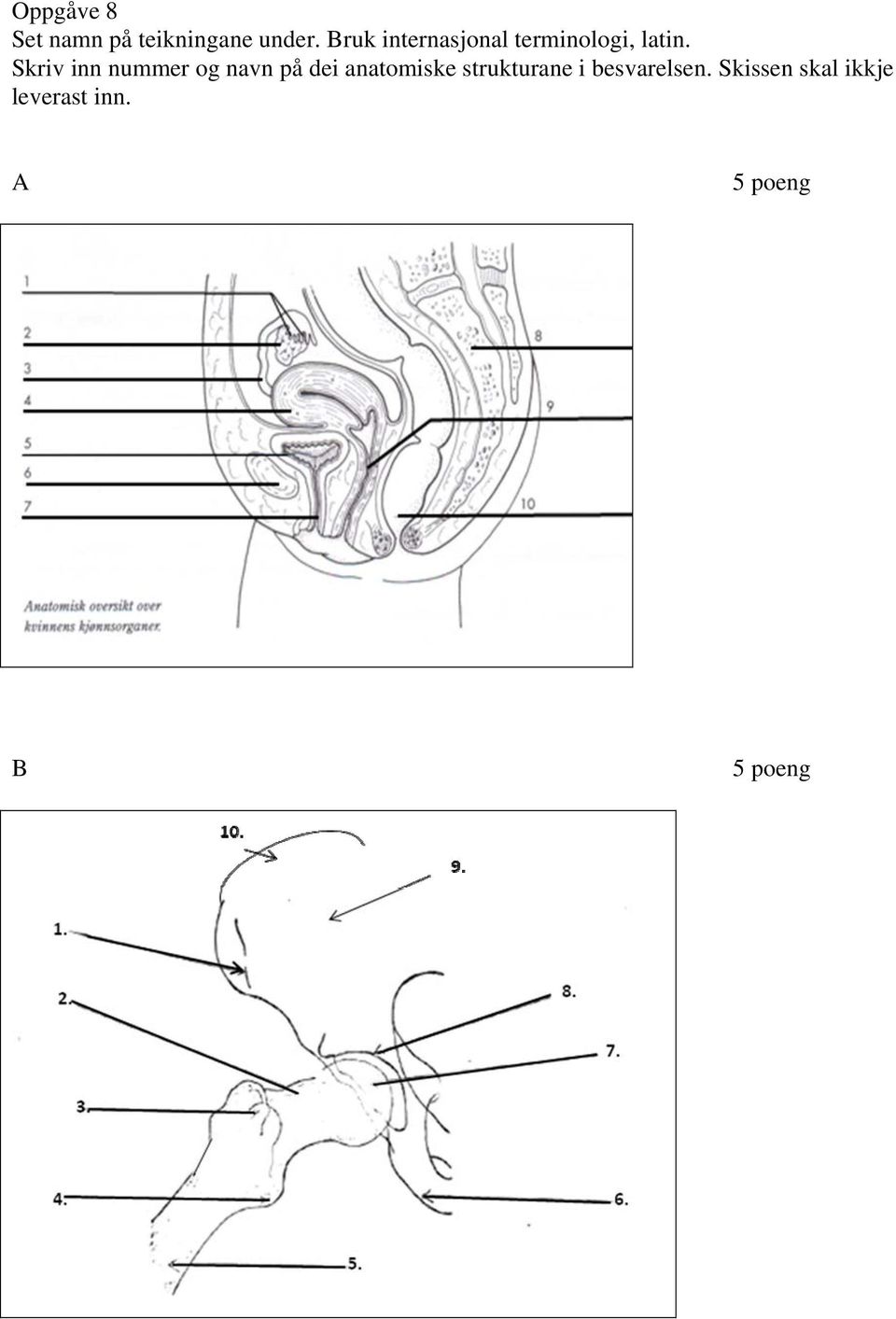 Skriv inn nummer og navn på dei anatomiske