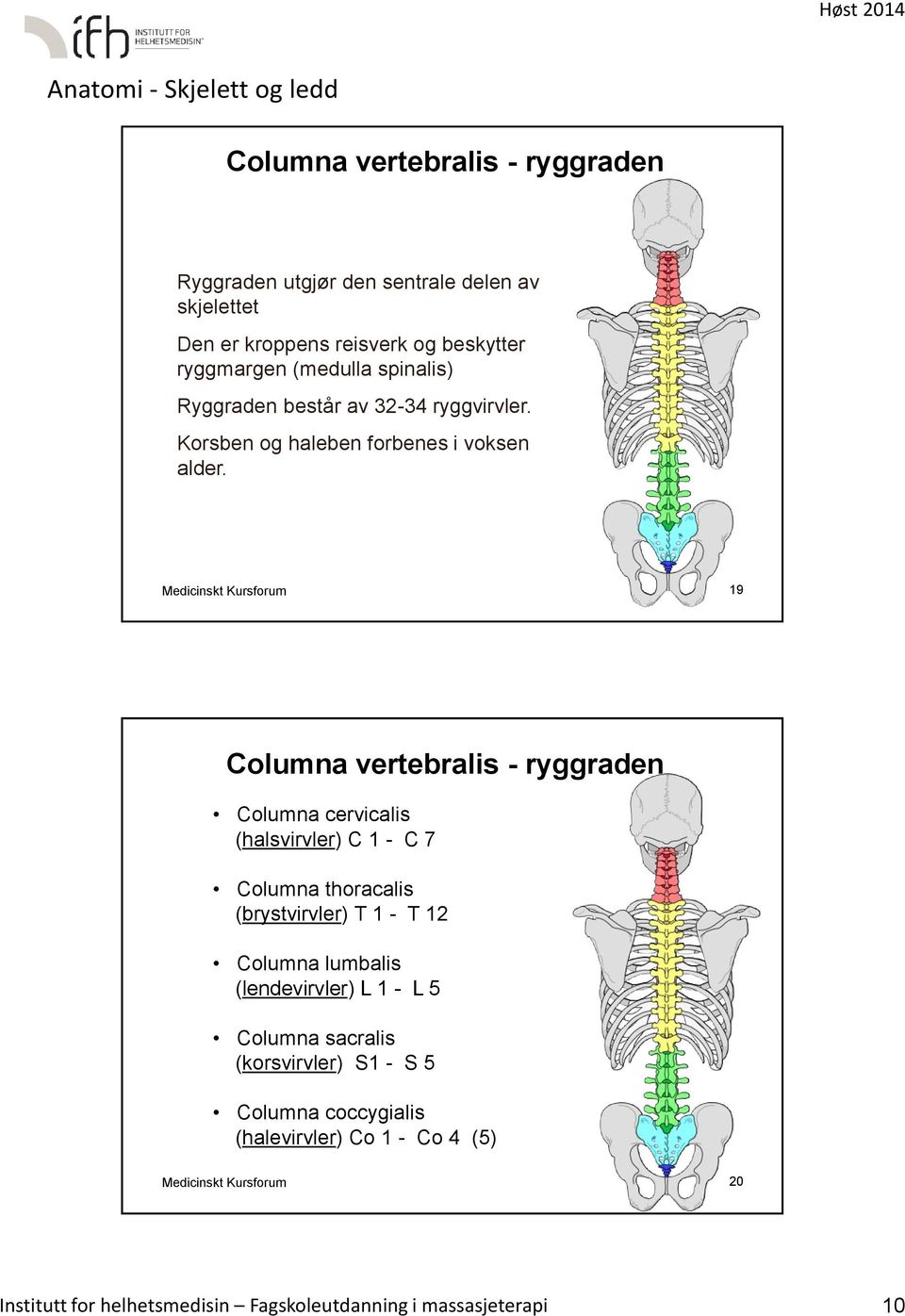 Medicinskt Kursforum 19 Columna vertebralis - ryggraden Columna cervicalis (halsvirvler) C 1 - C 7 Columna thoracalis (brystvirvler) T 1 - T 12