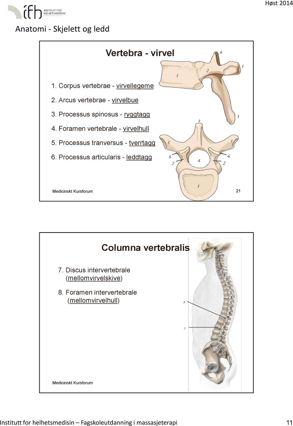 Processus articularis - leddtagg Medicinskt Kursforum 21 Columna vertebralis 7.