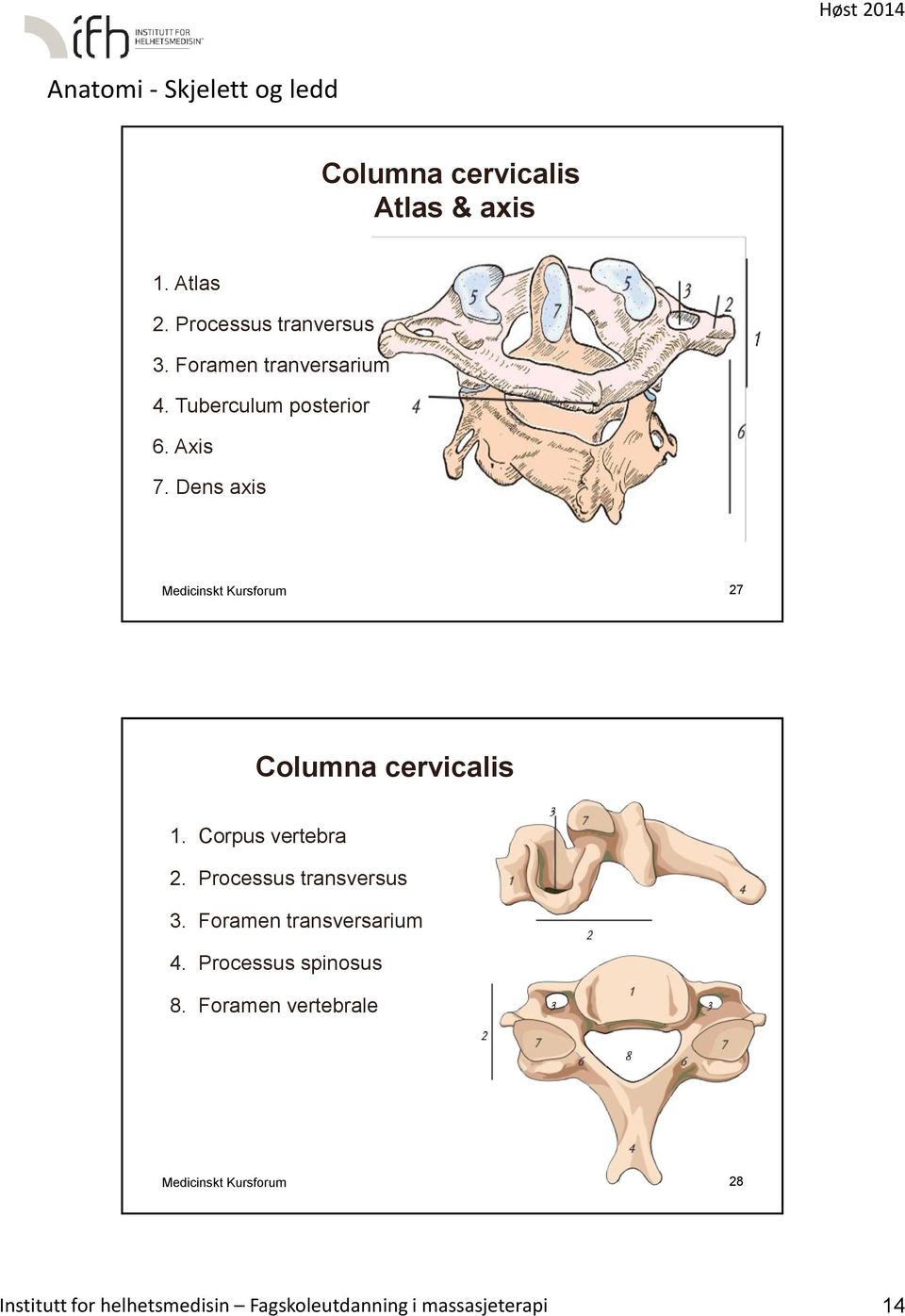 Corpus vertebra 2. Processus transversus 3. Foramen transversarium 4. Processus spinosus 8.