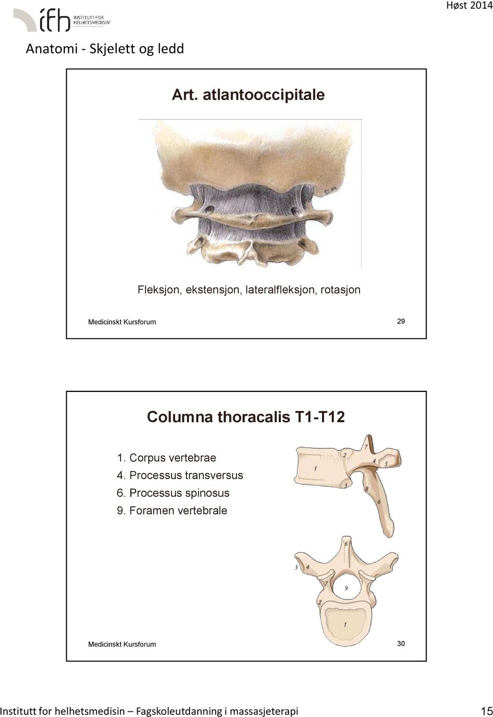 Processus transversus 6. Processus spinosus 9.