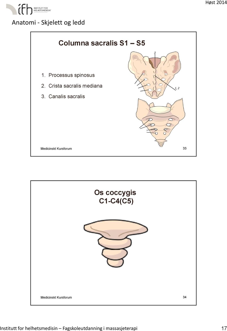 Canalis sacralis Medicinskt Kursforum 33 Os coccygis