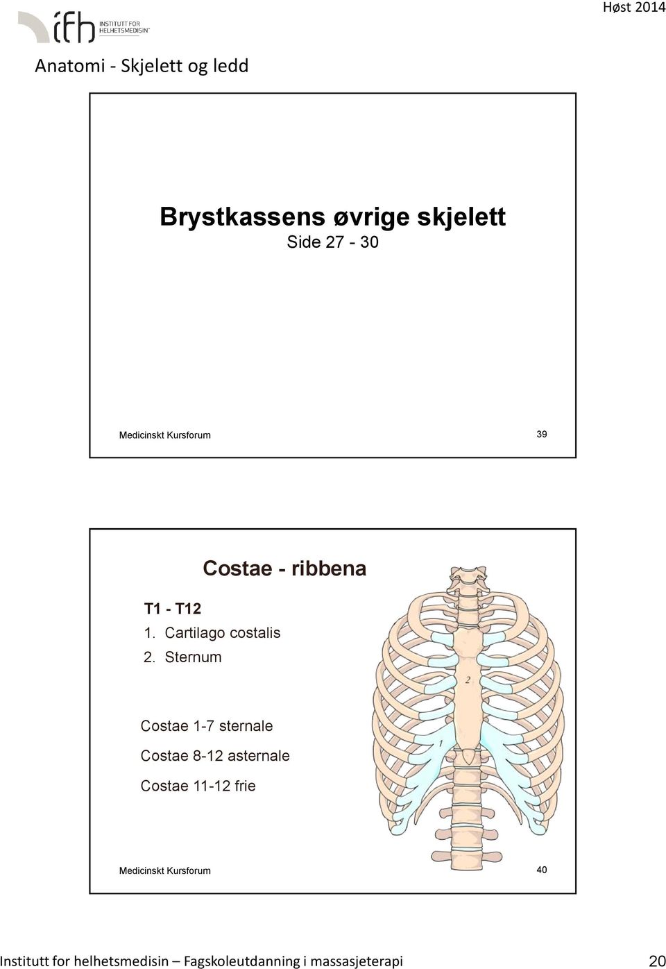 Sternum Costae 1-7 sternale Costae 8-12 asternale Costae 11-12 frie