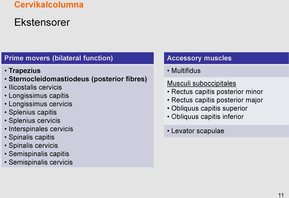 Spinalis capitis Spinalis cervicis Semispinalis capitis Semispinalis cervicis Accessory muscles Multifidus Musculi