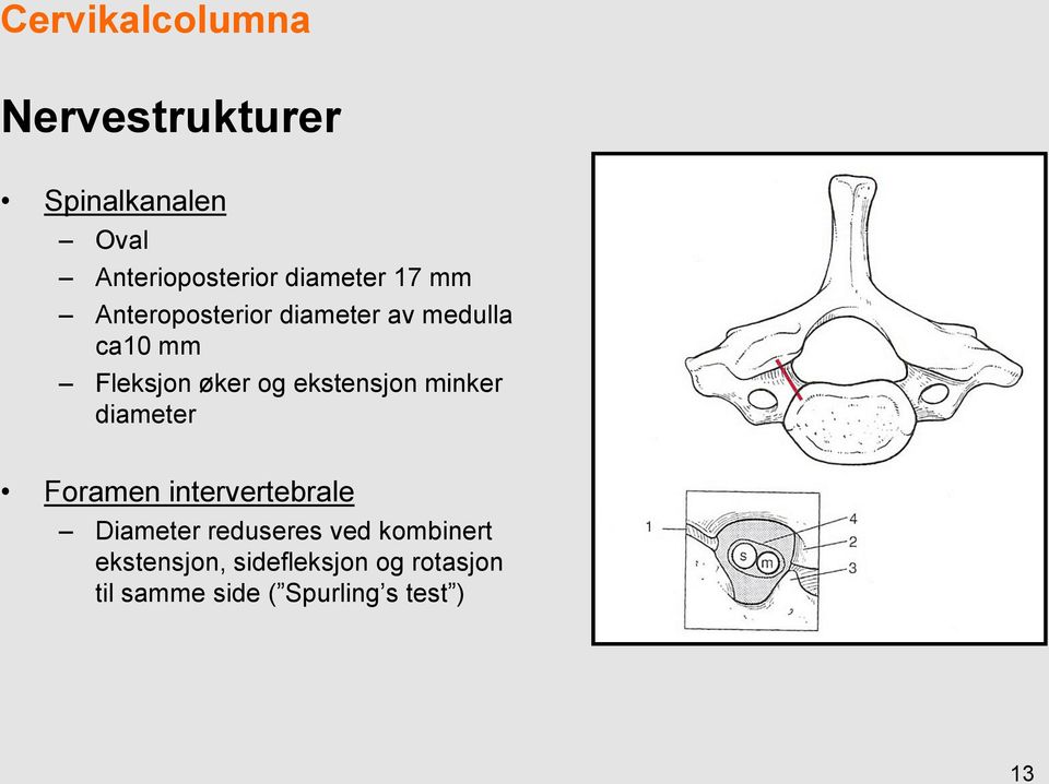 ekstensjon minker diameter Foramen intervertebrale Diameter reduseres ved