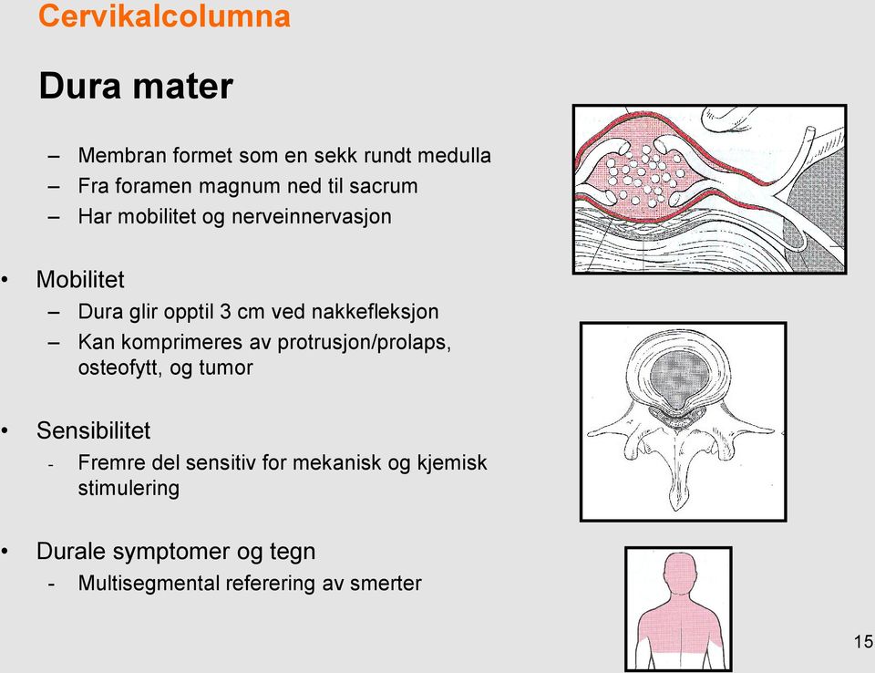 komprimeres av protrusjon/prolaps, osteofytt, og tumor Sensibilitet - Fremre del sensitiv for