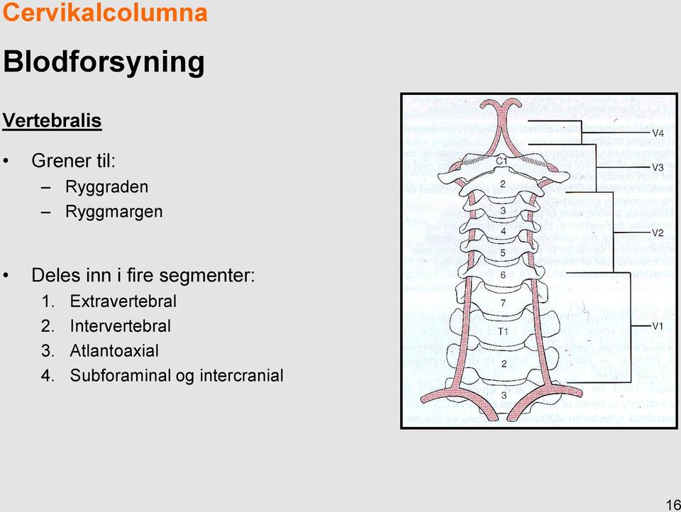 fire segmenter: 1. Extravertebral 2.