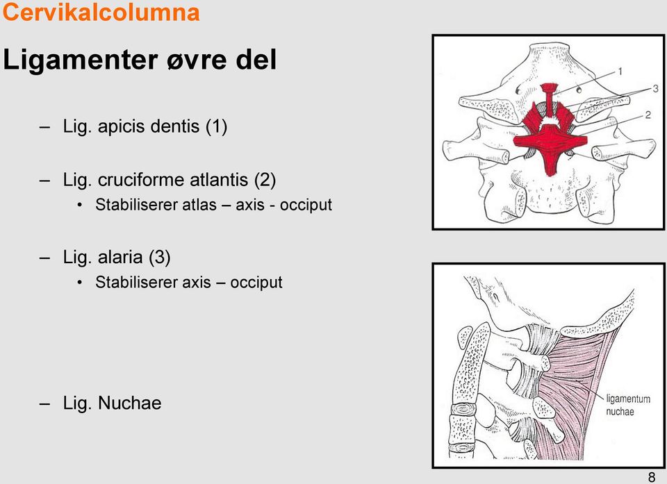 cruciforme atlantis (2) Stabiliserer atlas