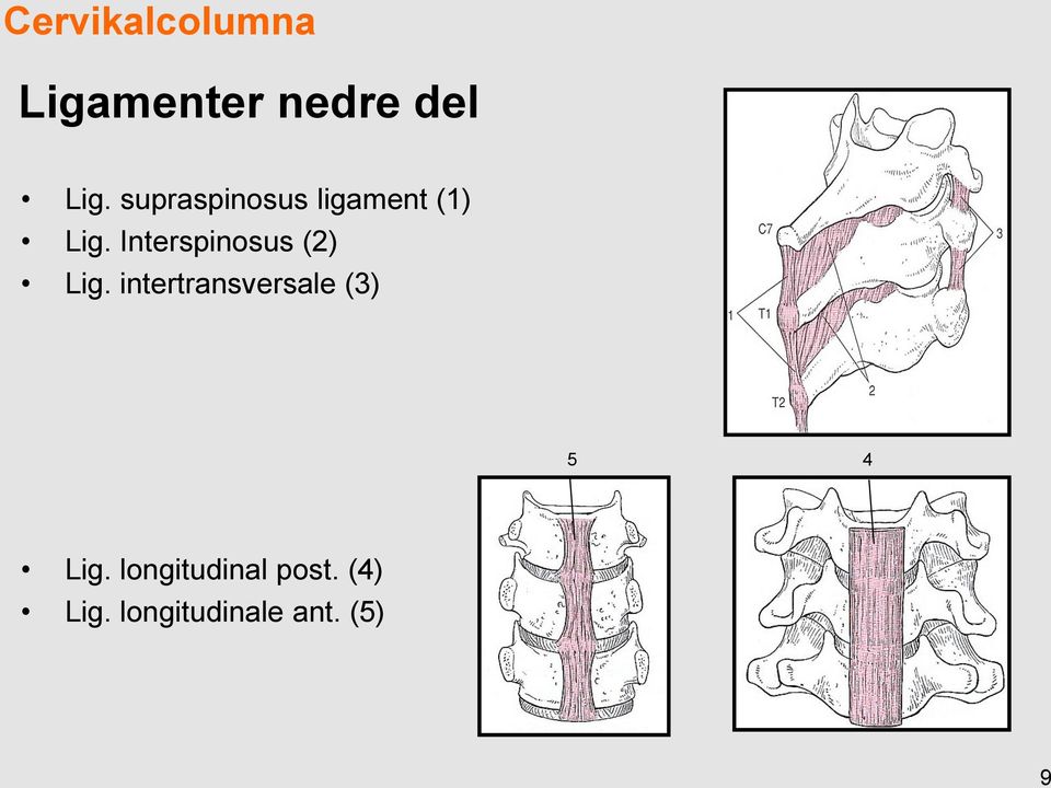 Interspinosus (2) Lig.