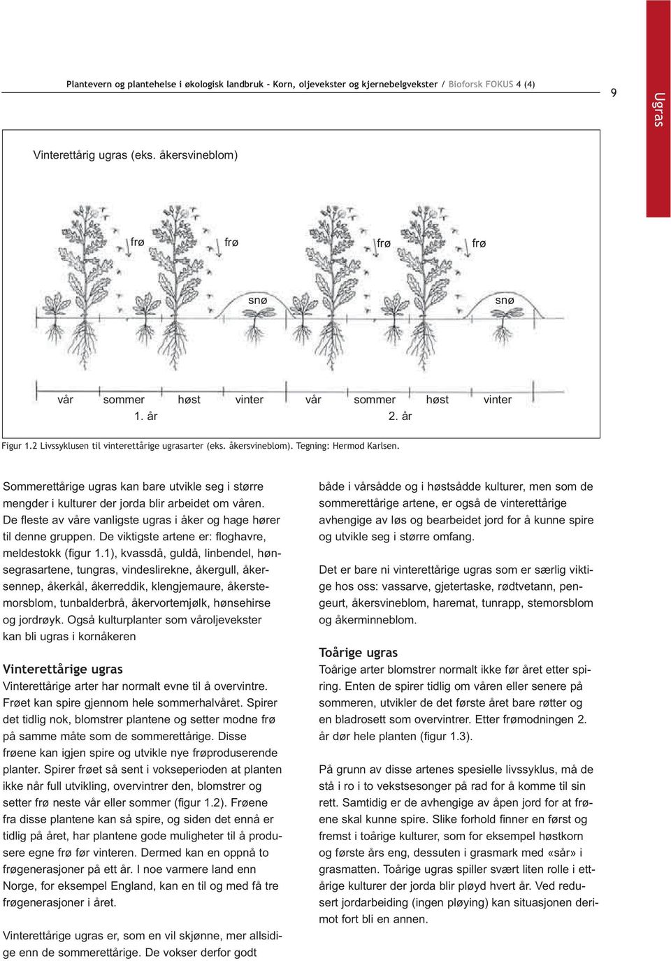 De este av våre vanligste ugras i åker og hage hører til denne gruppen. De viktigste artene er: oghavre, meldestokk ( gur 1.