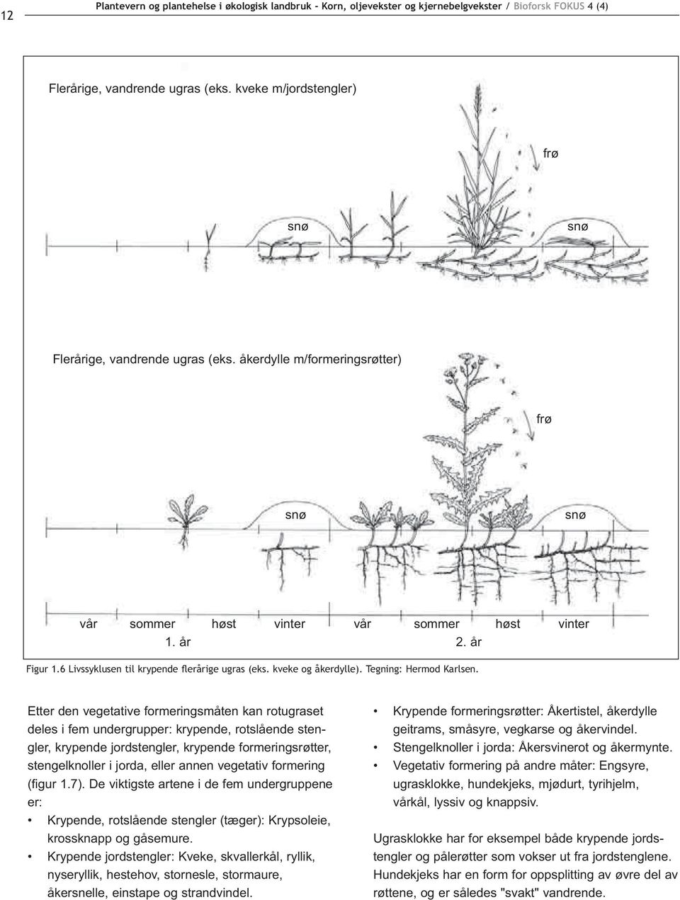 Etter den vegetative formeringsmåten kan rotugraset deles i fem undergrupper: krypende, rotslående stengler, krypende jordstengler, krypende formeringsrøtter, stengelknoller i jorda, eller annen