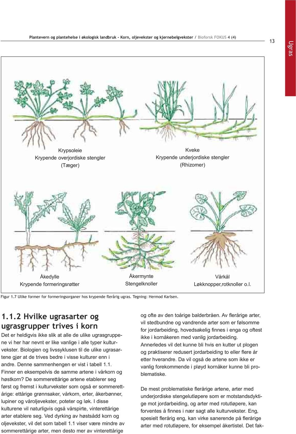 Biologien og livssyklusen til de ulike ugrasartene gjør at de trives bedre i visse kulturer enn i andre. Denne sammenhengen er vist i tabell 1.