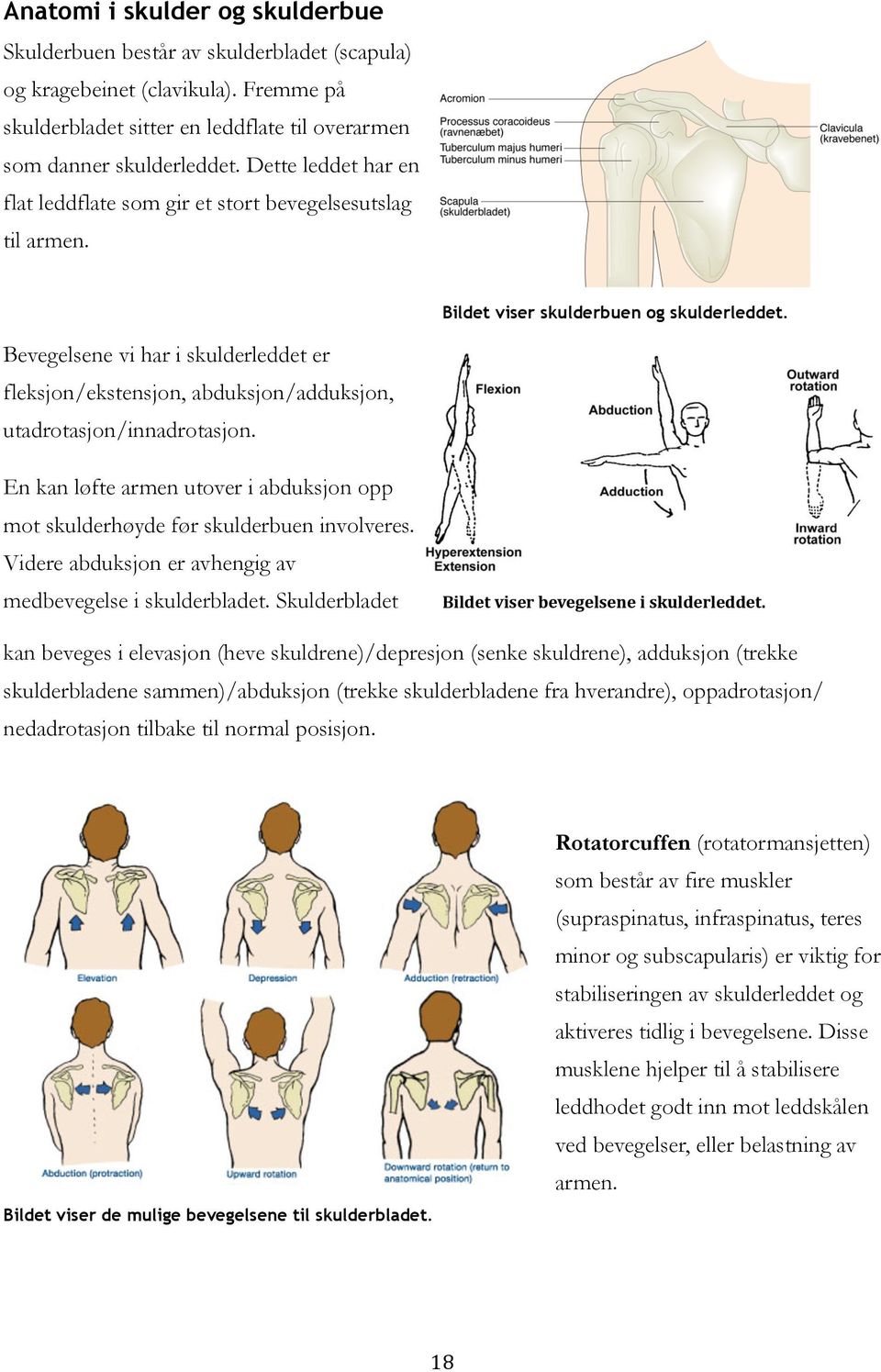 Bevegelsene vi har i skulderleddet er fleksjon/ekstensjon, abduksjon/adduksjon, utadrotasjon/innadrotasjon. En kan løfte armen utover i abduksjon opp mot skulderhøyde før skulderbuen involveres.