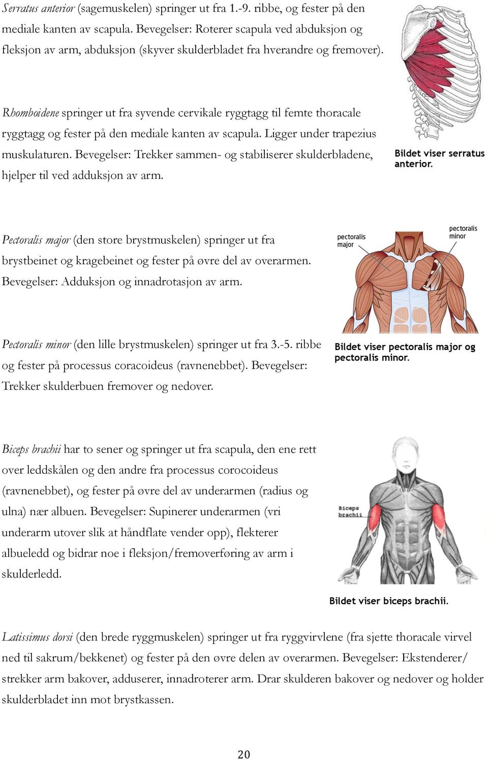 Rhomboidene springer ut fra syvende cervikale ryggtagg til femte thoracale ryggtagg og fester på den mediale kanten av scapula. Ligger under trapezius muskulaturen.