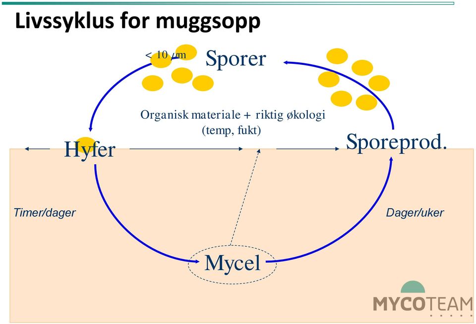 + riktig økologi (temp, fukt)