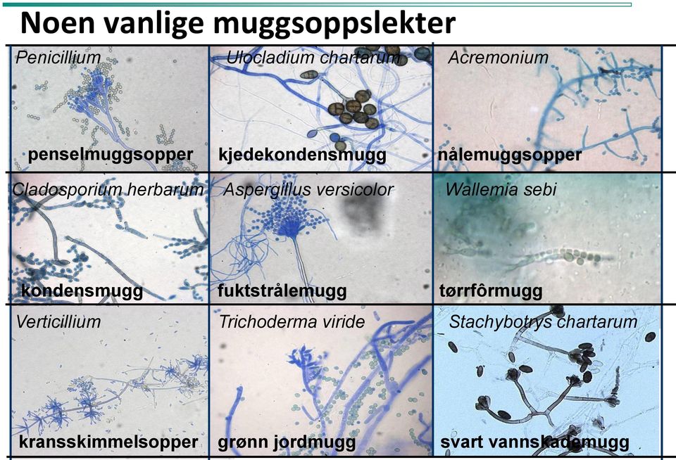 Aspergillus versicolor Wallemia sebi kondensmugg fuktstrålemugg tørrfôrmugg