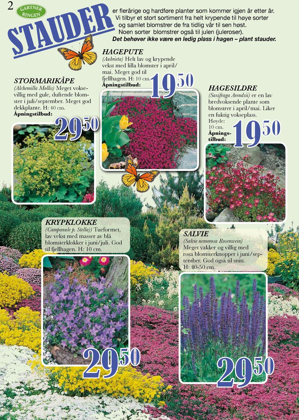 Noen sorter blomstrer også til julen (juleroser). Det behøver ikke være en ledig plass i hagen plant stauder. HAGEPUTE (Aubrieta) Helt lav og krypende vekst med lilla blomster i april/ mai.