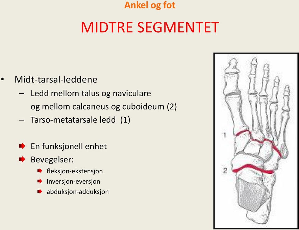 (2) Tarso-metatarsale ledd (1) En funksjonell enhet