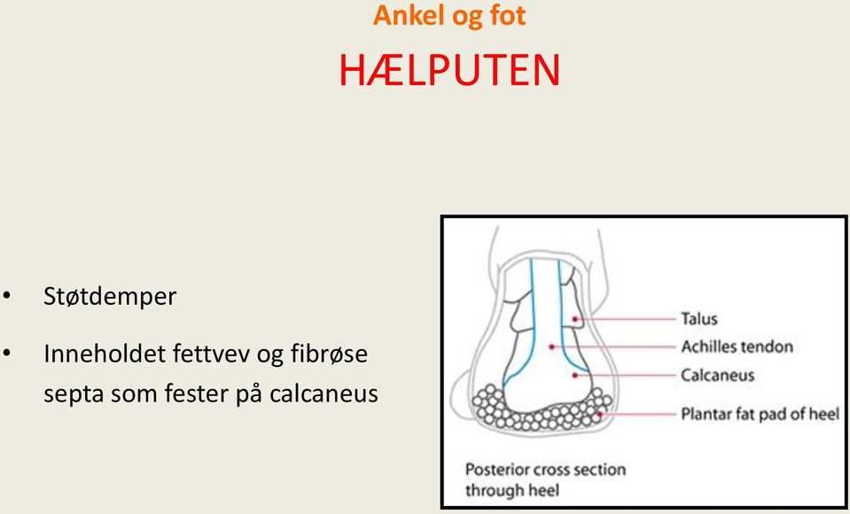 fettvev og fibrøse