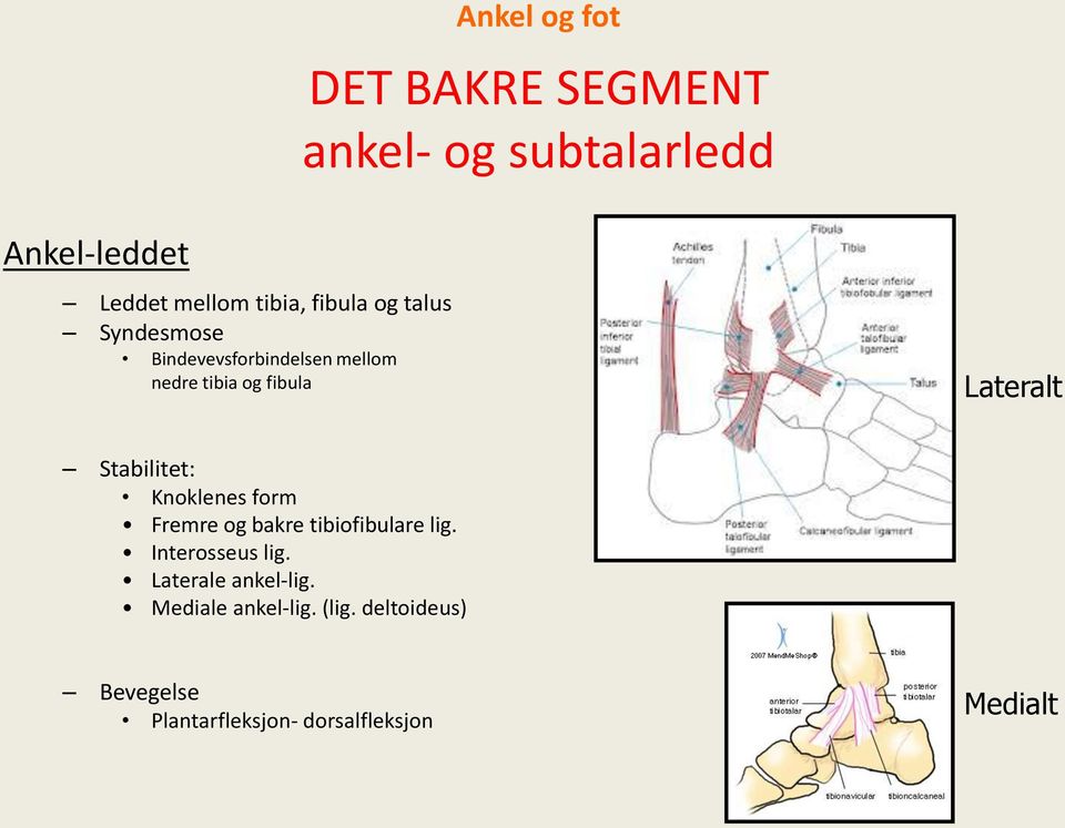 Stabilitet: Knoklenes form Fremre og bakre tibiofibulare lig. Interosseus lig.