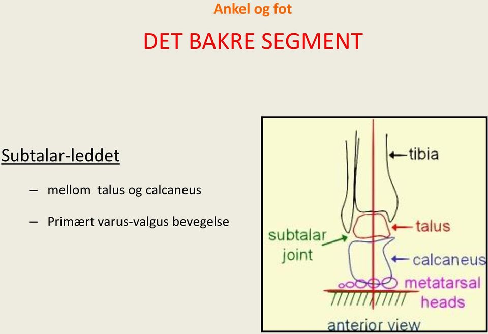 mellom talus og calcaneus