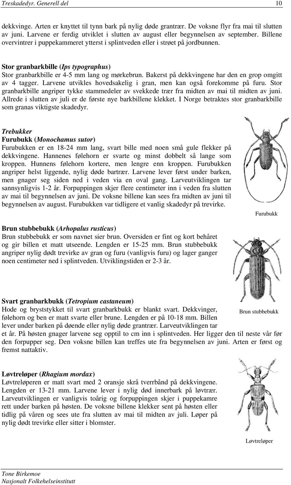 Stor granbarkbille (Ips typographus) Stor granbarkbille er 4-5 mm lang og mørkebrun. Bakerst på dekkvingene har den en grop omgitt av 4 tagger.