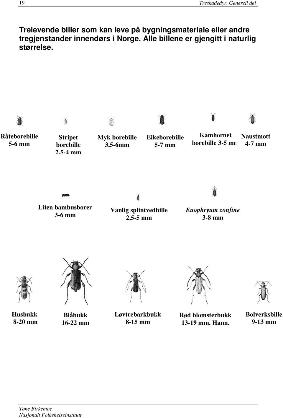 Alle billene er gjengitt i naturlig størrelse.