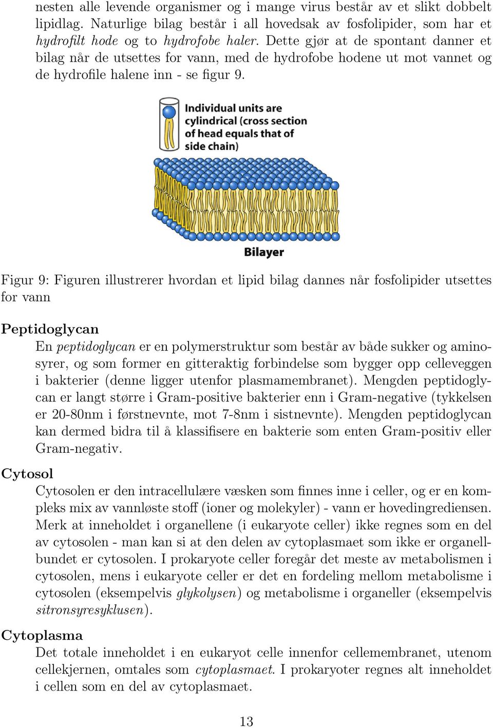 Figur 9: Figuren illustrerer hvordan et lipid bilag dannes når fosfolipider utsettes for vann Peptidoglycan En peptidoglycan er en polymerstruktur som består av både sukker og aminosyrer, og som