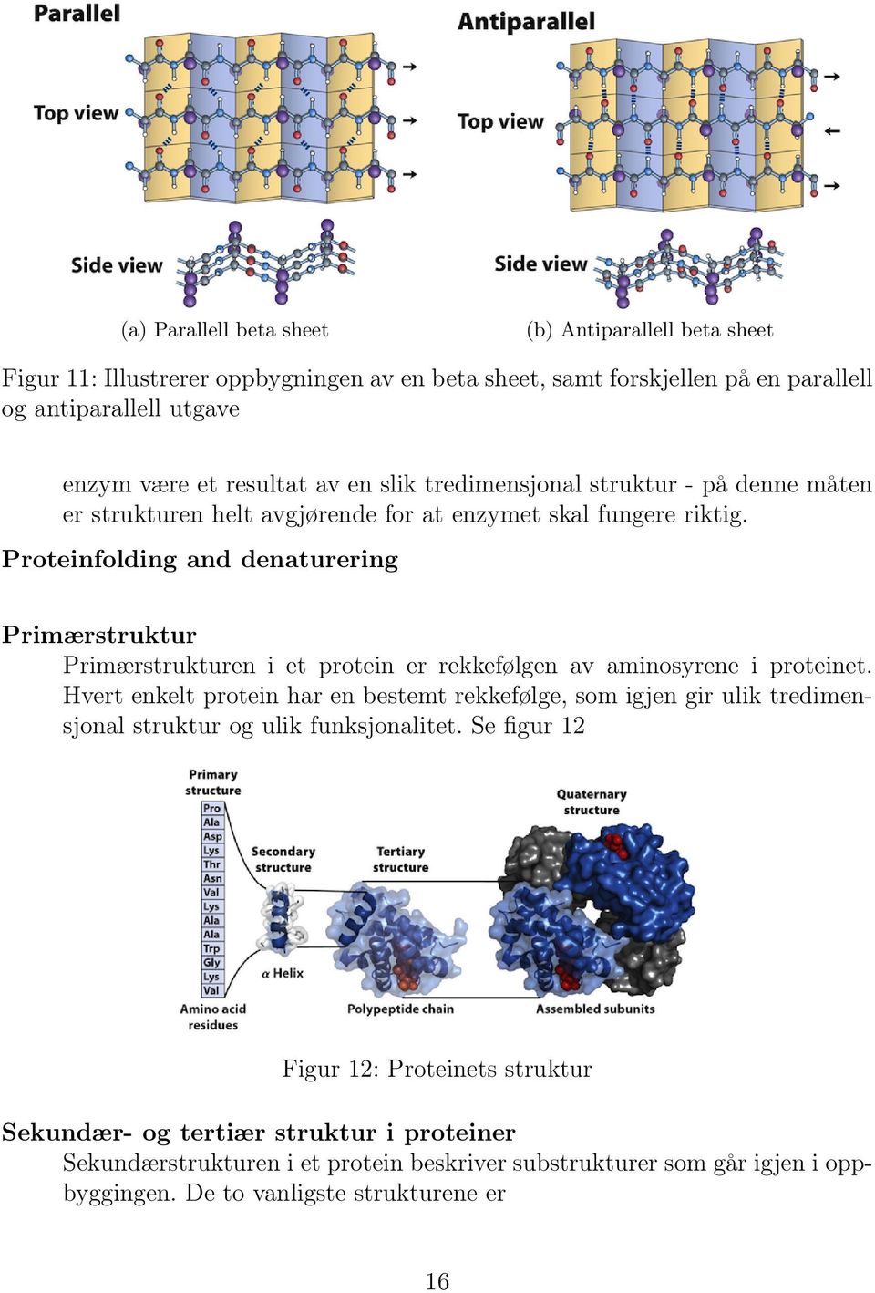 Proteinfolding and denaturering Primærstruktur Primærstrukturen i et protein er rekkefølgen av aminosyrene i proteinet.