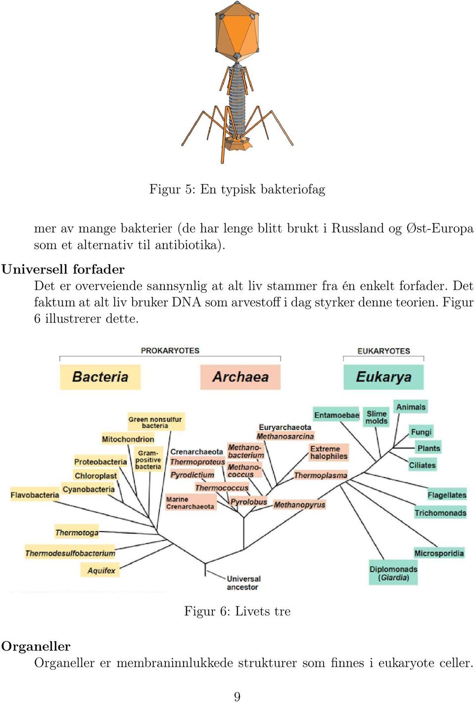 Universell forfader Det er overveiende sannsynlig at alt liv stammer fra én enkelt forfader.