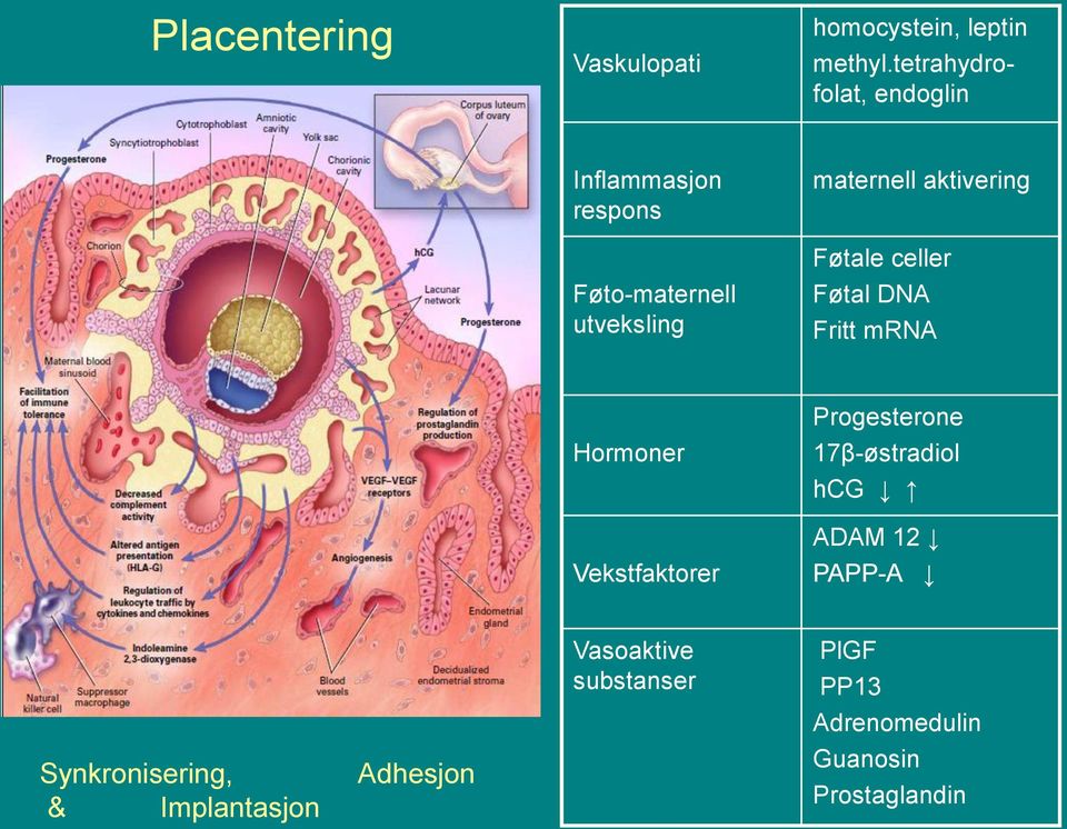 aktivering Føtale celler Føtal DNA Fritt mrna Hormoner Vekstfaktorer Progesterone