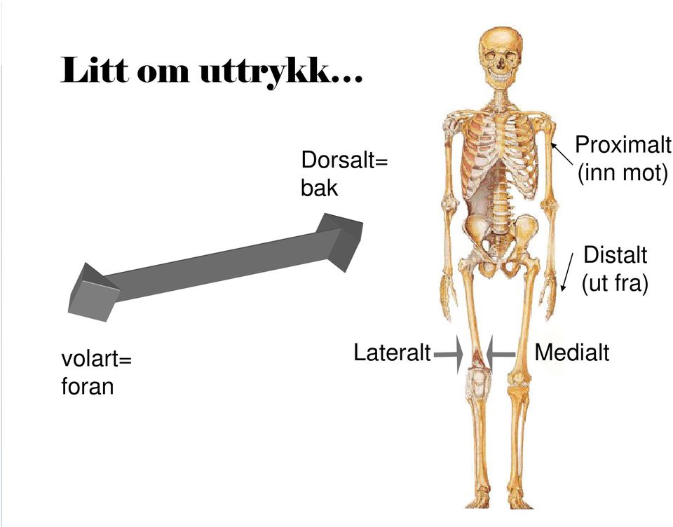 (inn mot) Distalt (ut