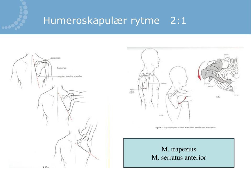 trapezius M.