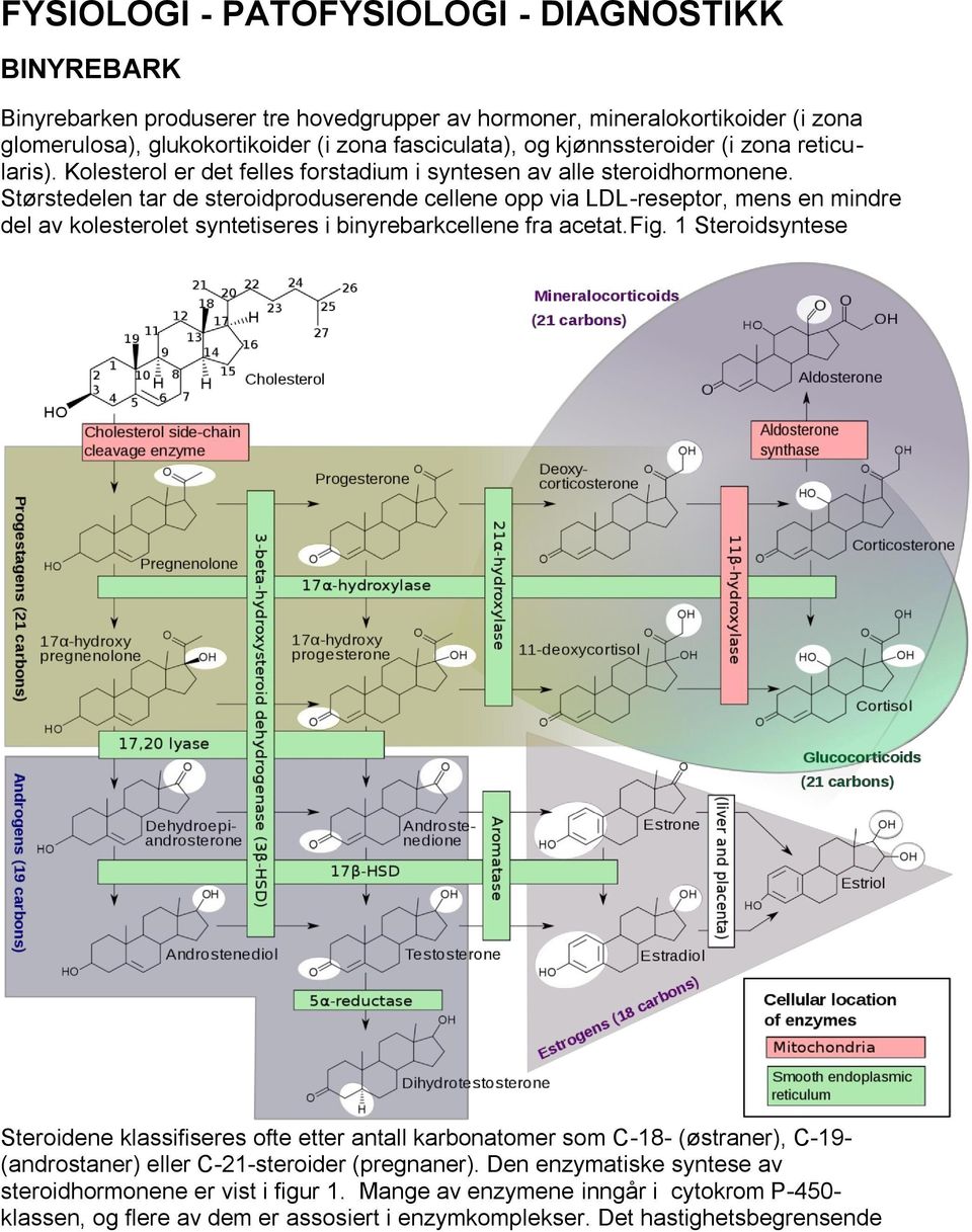 Størstedelen tar de steroidproduserende cellene opp via LDL-reseptor, mens en mindre del av kolesterolet syntetiseres i binyrebarkcellene fra acetat.fig.