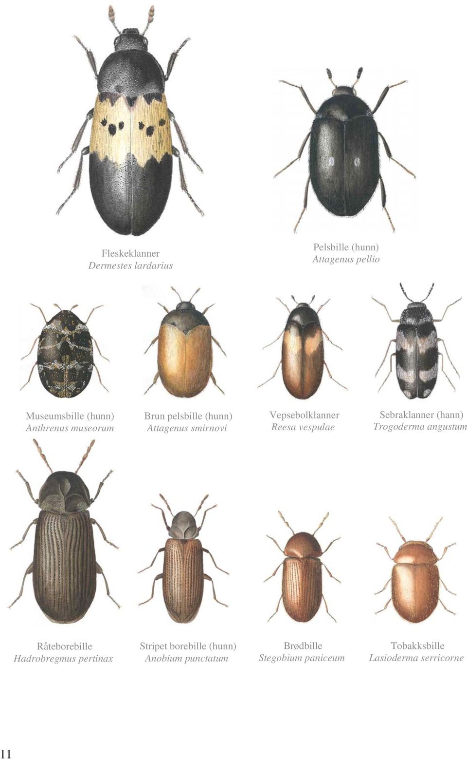 Sebraklanner (hann) Trogoderma angustum Råteborebille Hadrobregmus pertinax Stripet