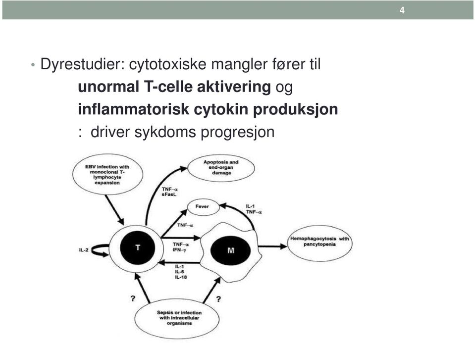 aktivering og inflammatorisk