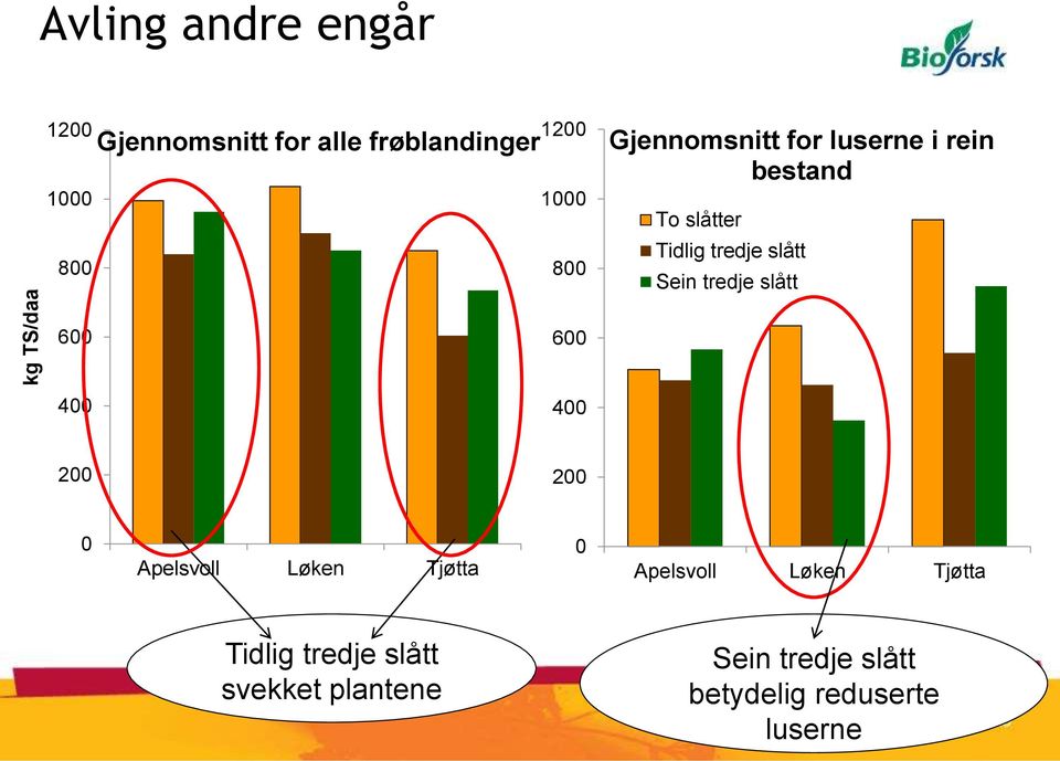 tredje slått 600 600 400 400 200 200 0 Apelsvoll Løken Tjøtta 0 Apelsvoll Løken